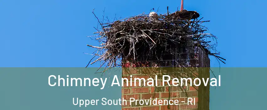 Chimney Animal Removal Upper South Providence - RI